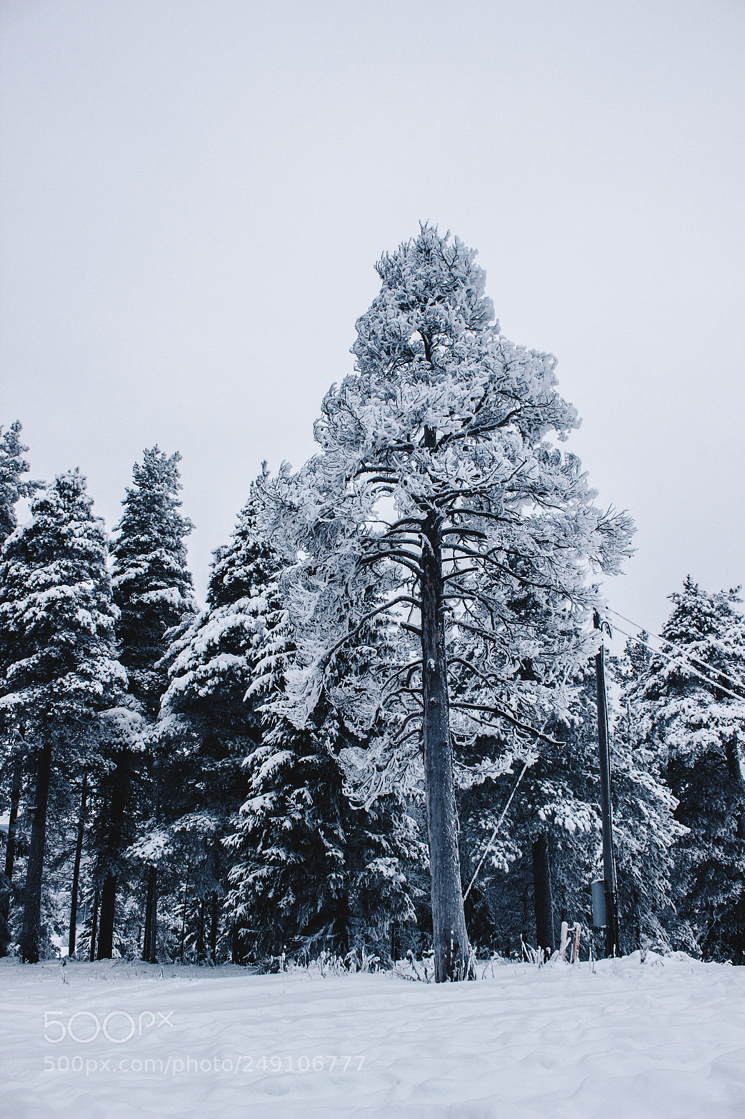 Canon EOS 600D (Rebel EOS T3i / EOS Kiss X5) sample photo. The white tree photography