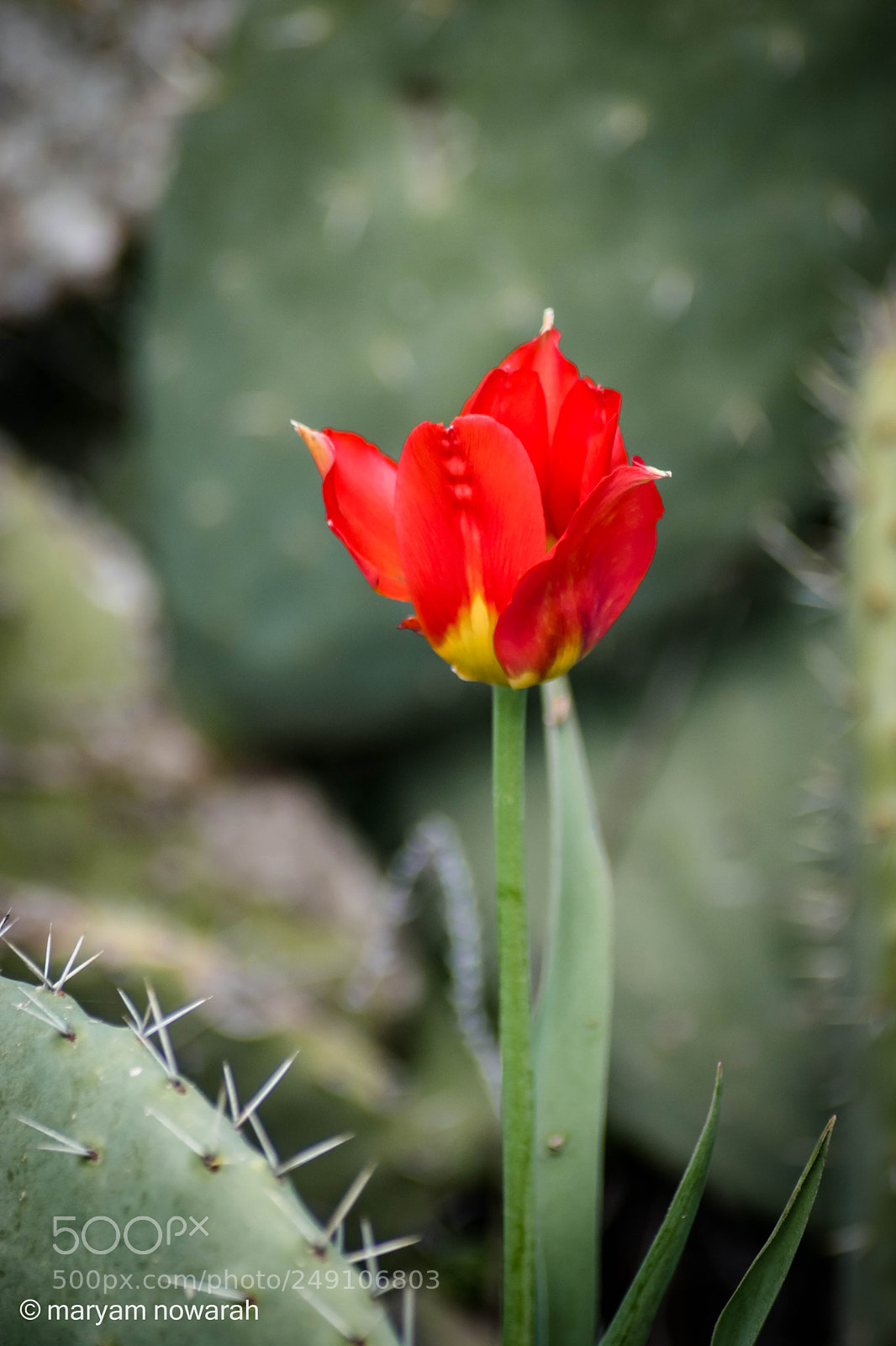 Nikon D5500 sample photo. Tulip photography