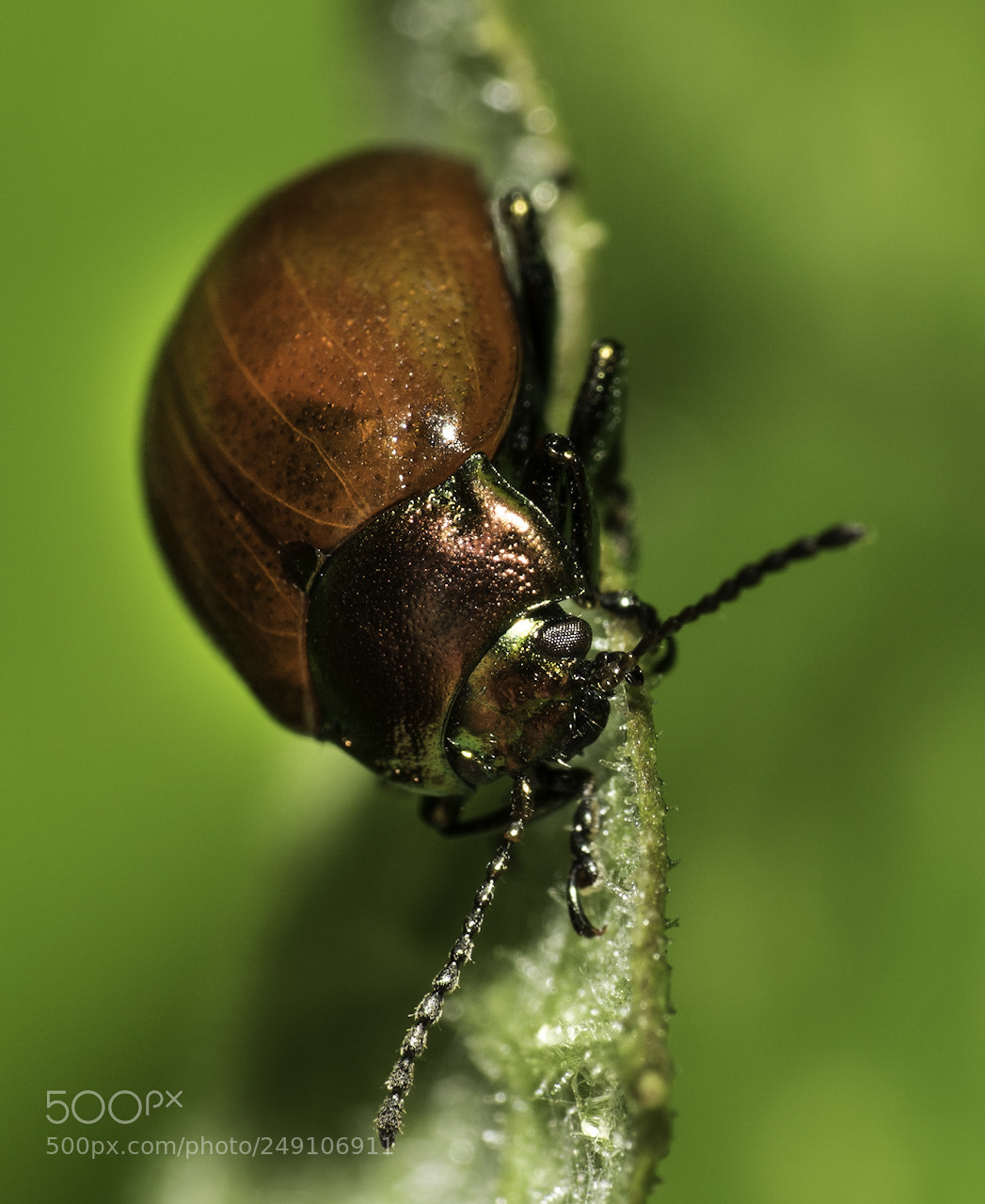 Sony ILCA-77M2 sample photo. Bug at green grass photography