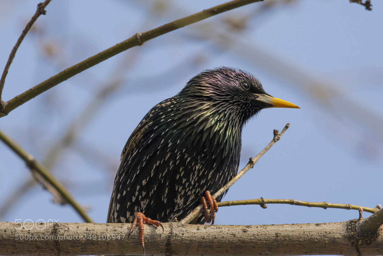Nikon D7100 sample photo. Common starling photography