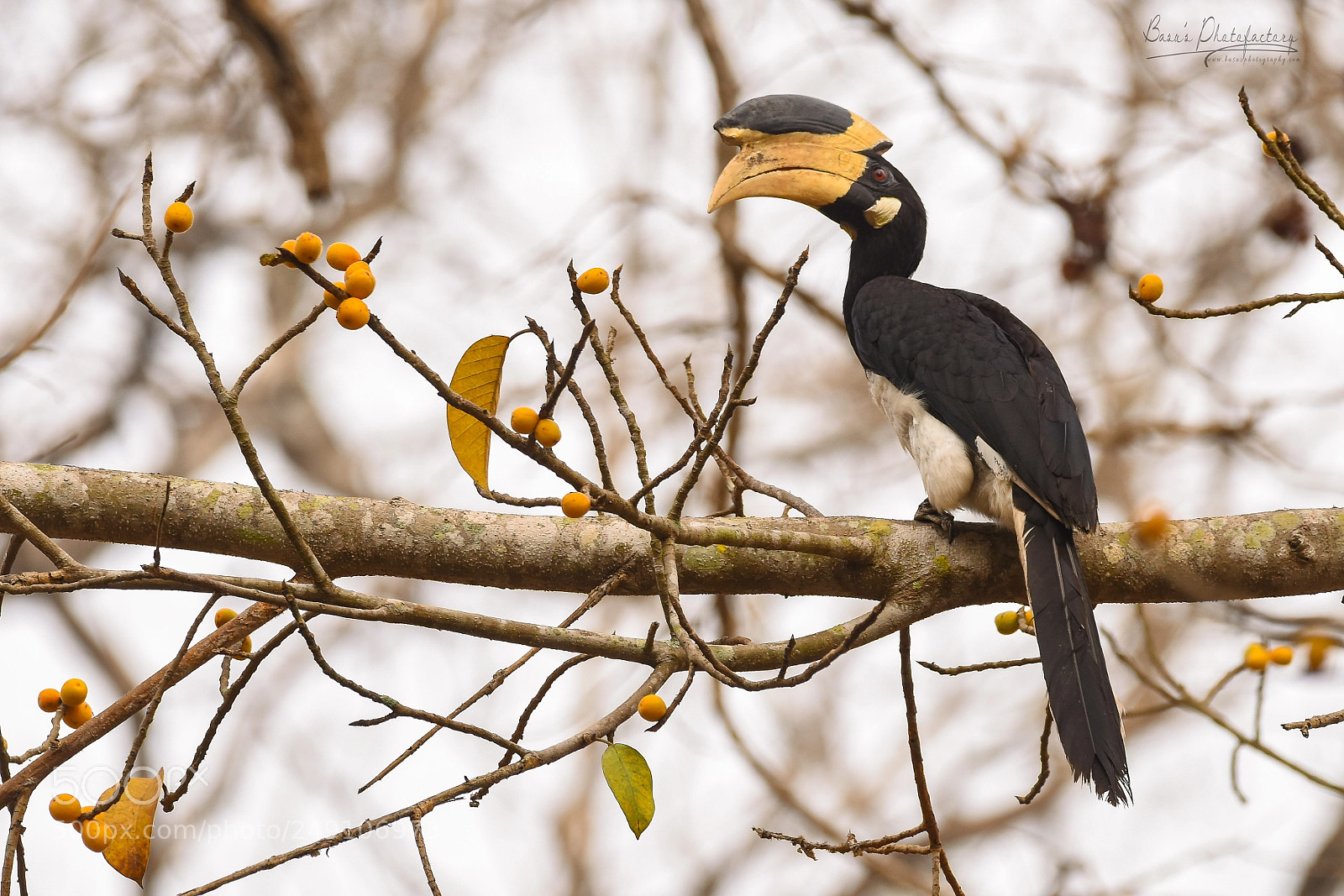 Nikon D810 sample photo. Malabar pied hornbill photography