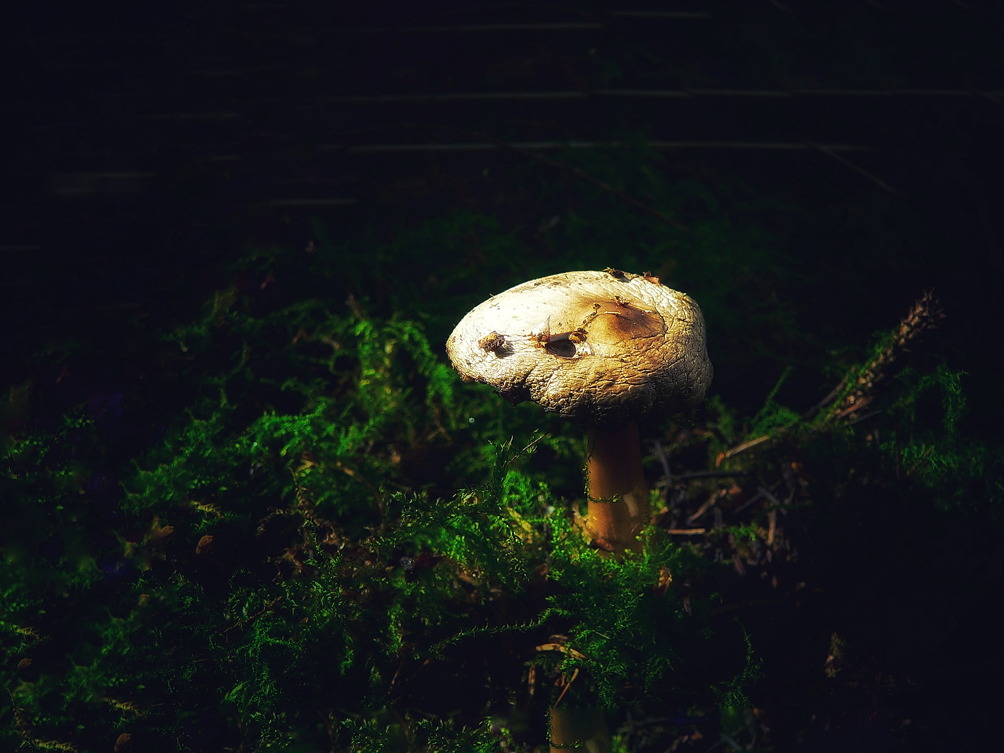 Panasonic DMC-FZ20 sample photo. Mushroom photography