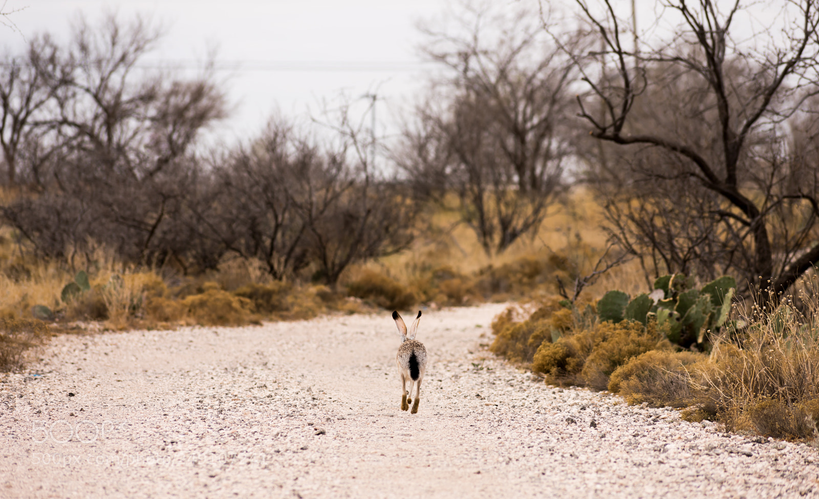 Nikon D3400 sample photo. Running rabbit photography