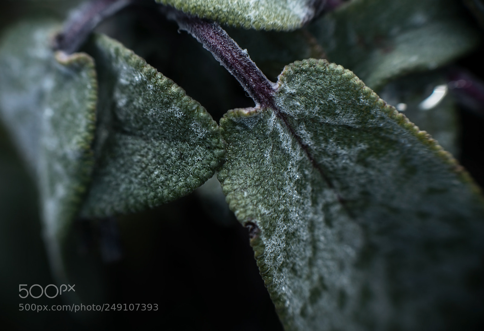 Nikon D800 sample photo. Hold my hand photography