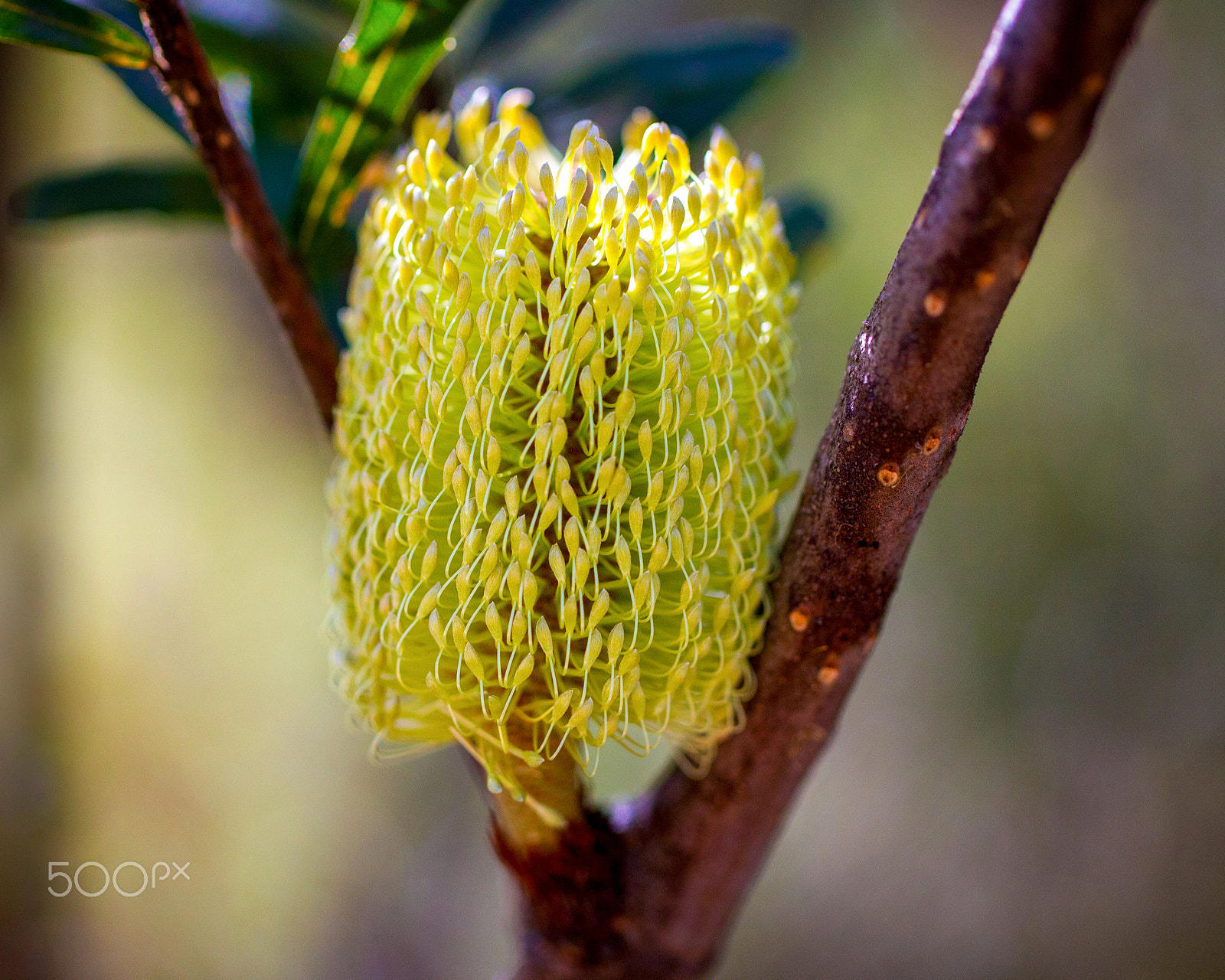 Canon EOS-1D C sample photo. Banksia marginata photography