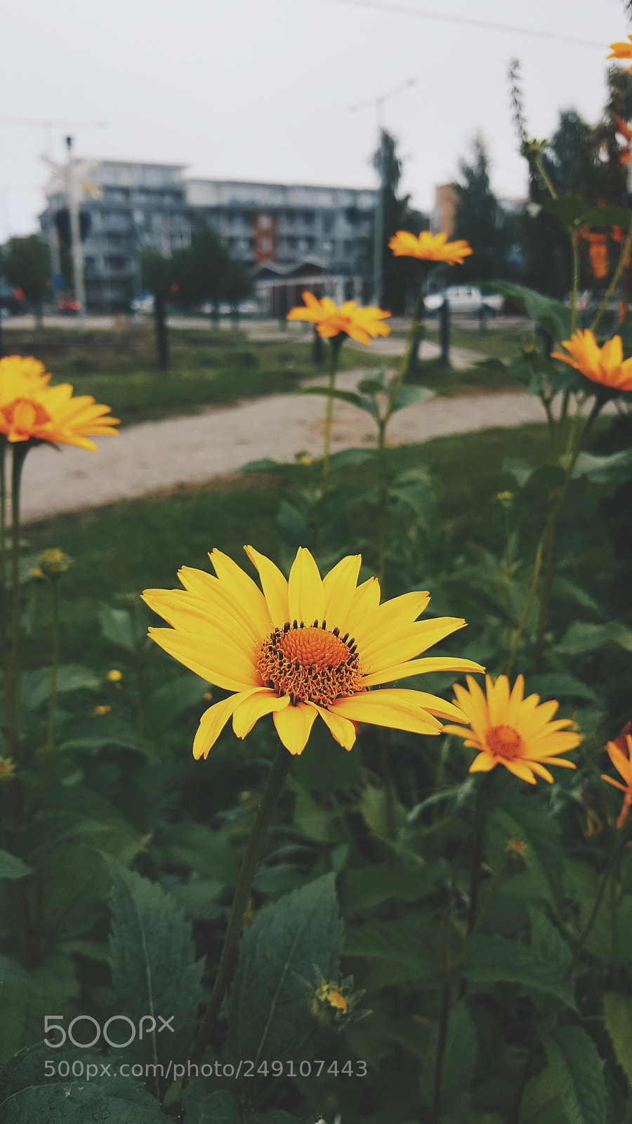 Samsung Galaxy S6 sample photo. Las margaridas photography