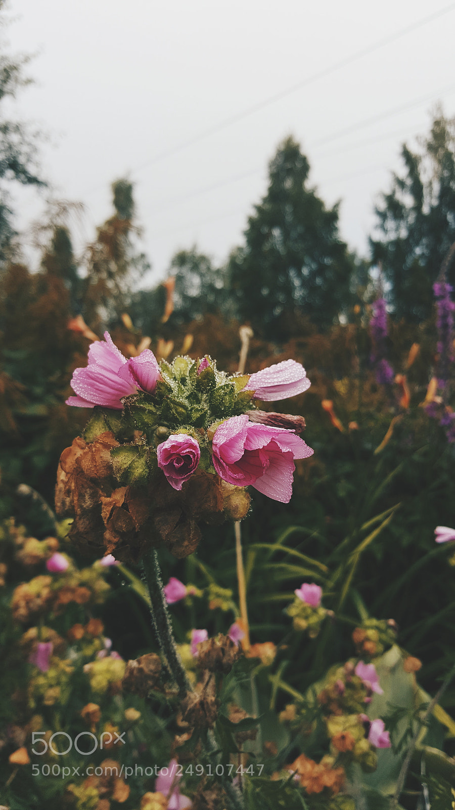 Samsung Galaxy S6 sample photo. The tiny bouquet photography