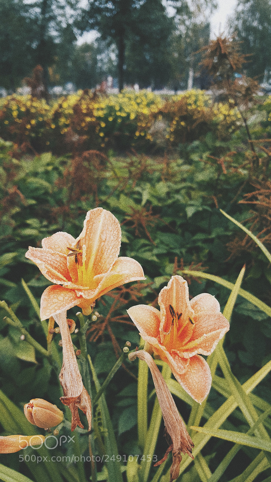 Samsung Galaxy S6 sample photo. Summer is falling photography