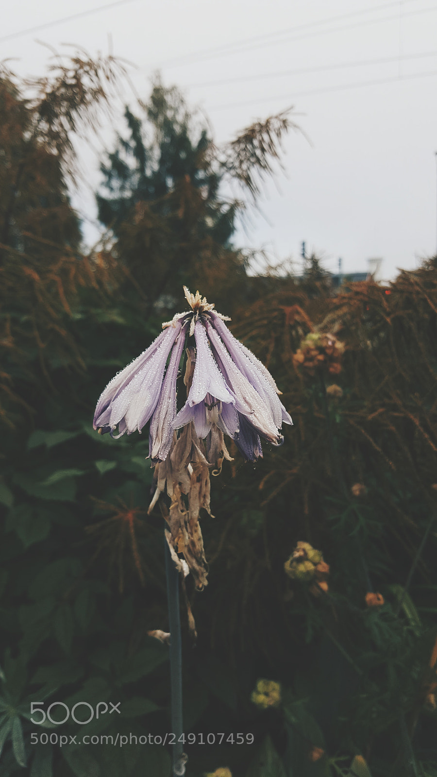 Samsung Galaxy S6 sample photo. The fall photography