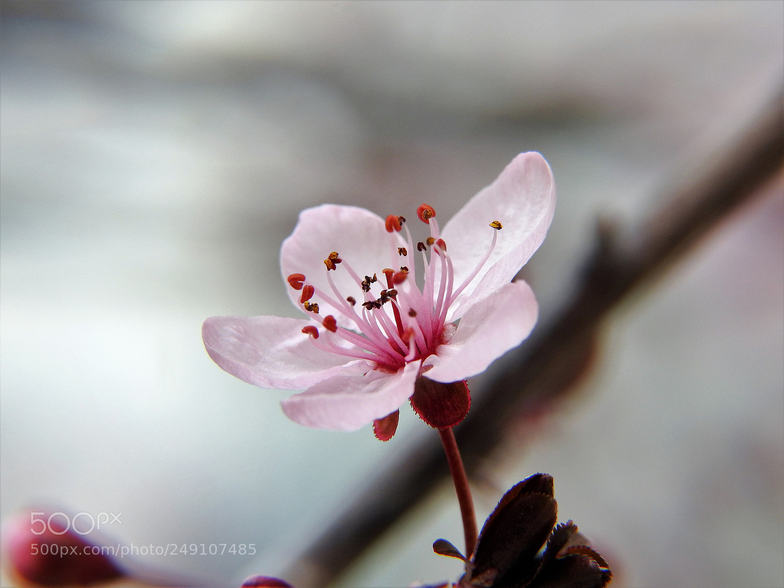 Nikon Coolpix P900 sample photo. Once again photography
