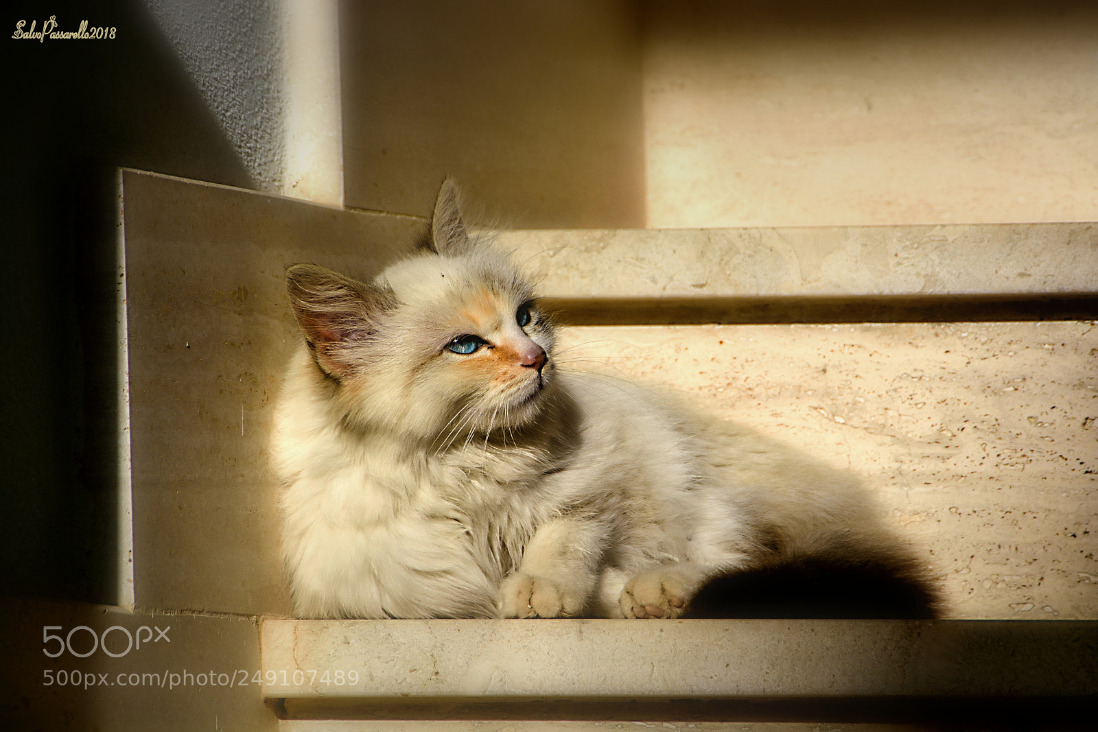 Nikon D5200 sample photo. Blue eyes under the photography