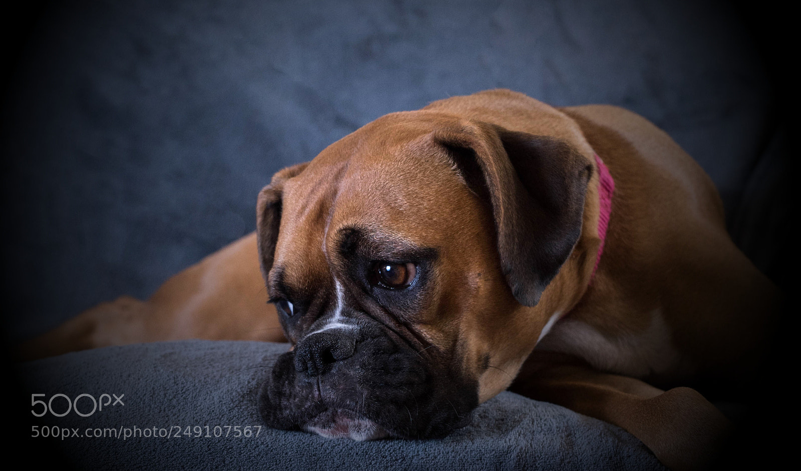 Nikon D810 sample photo. Greta photography