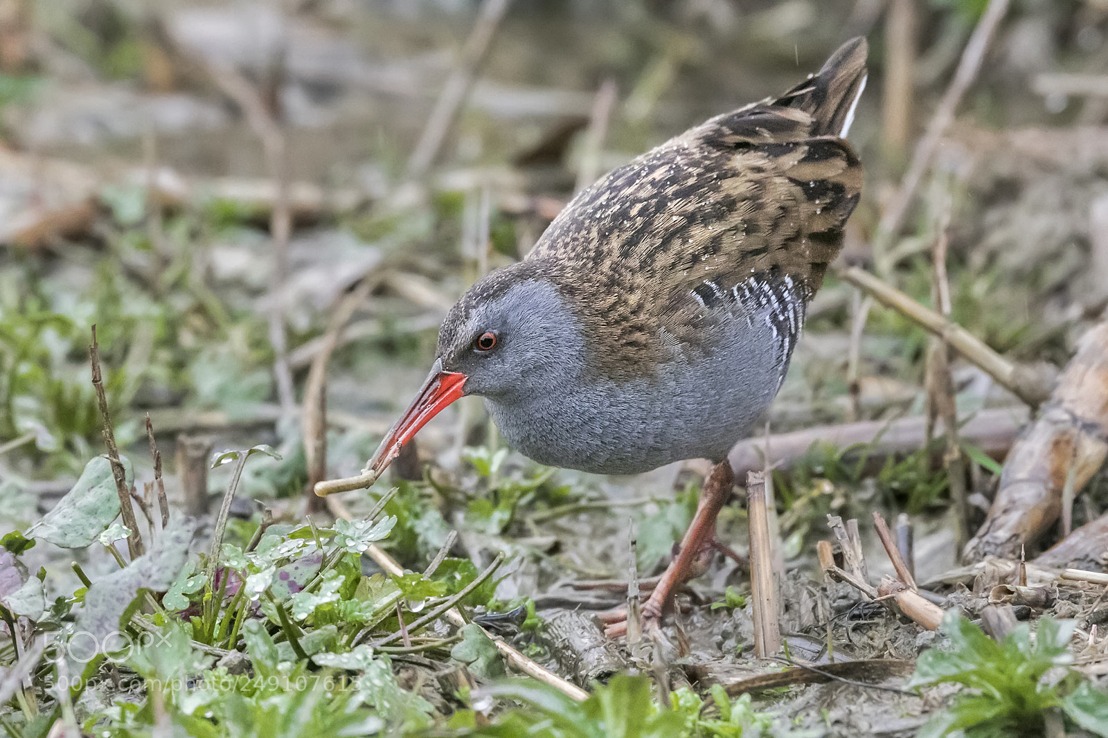 Canon EOS 7D Mark II sample photo. ..water rail with catch.. photography