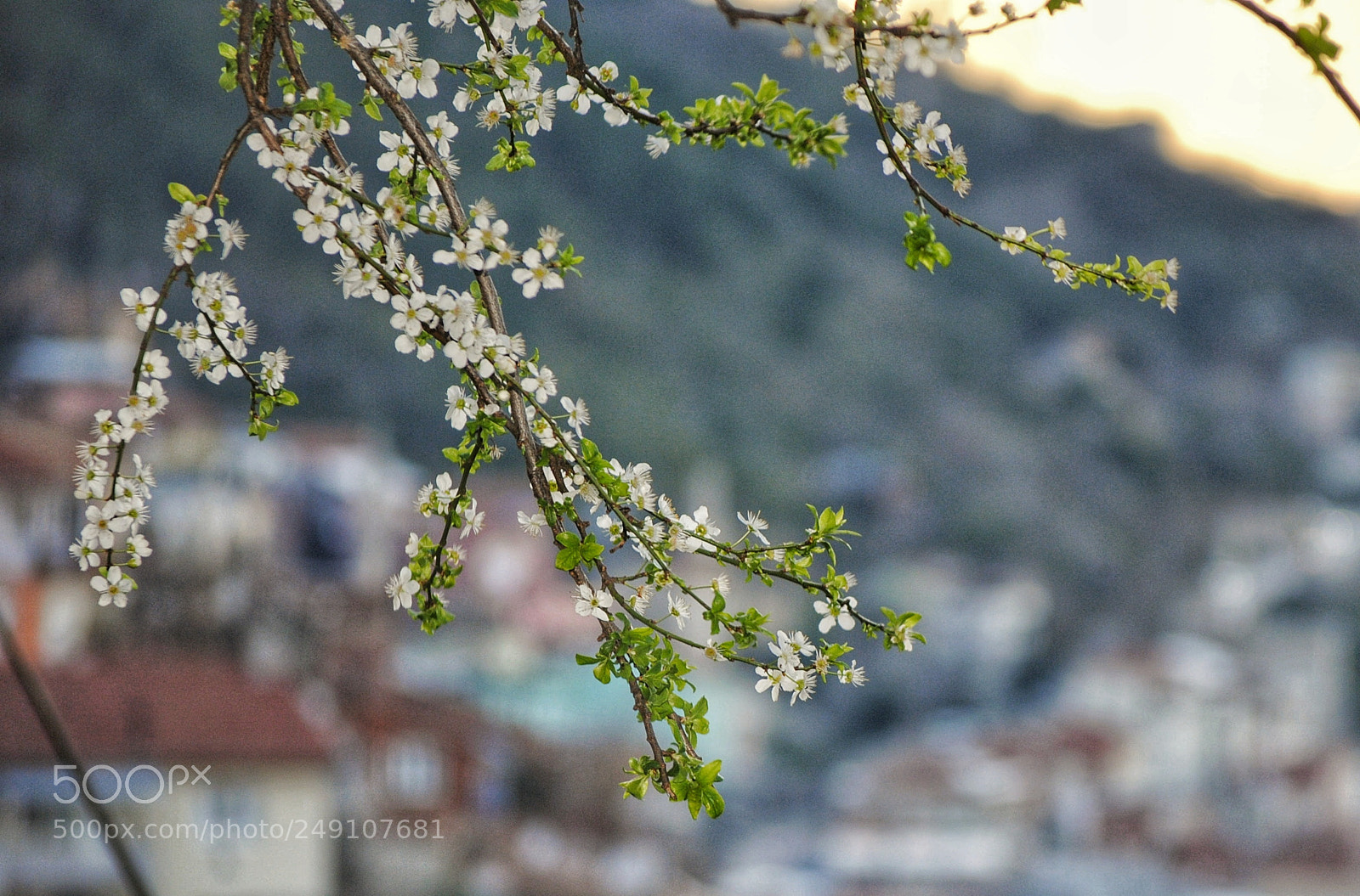 Nikon D3000 sample photo. Untitled photography