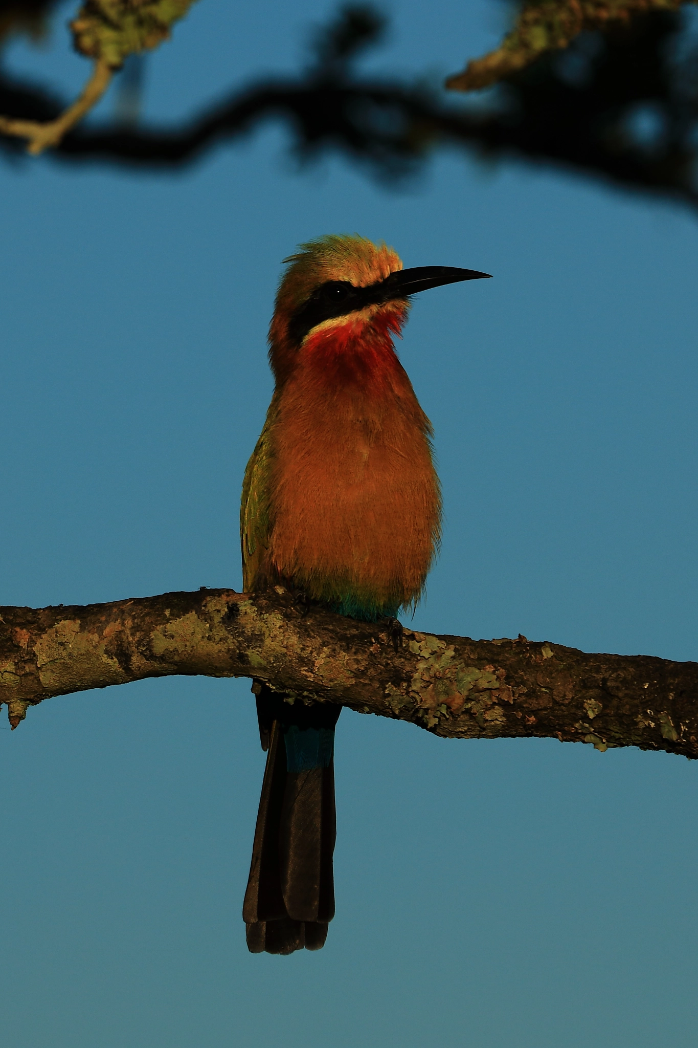Canon EOS 5D Mark IV sample photo. Bee-eater photography