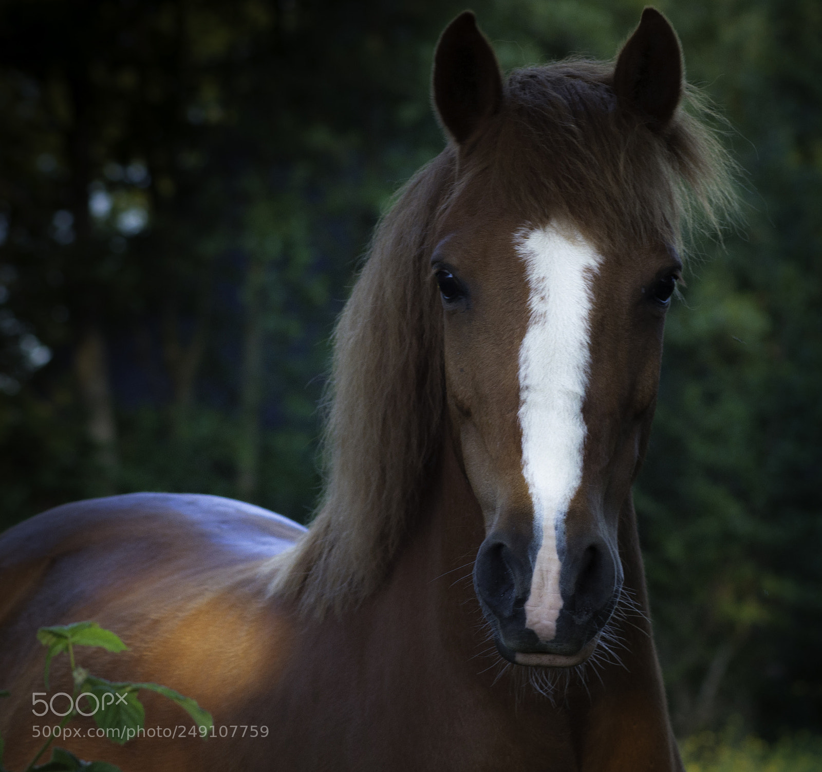 Nikon D5000 sample photo. Horse photography