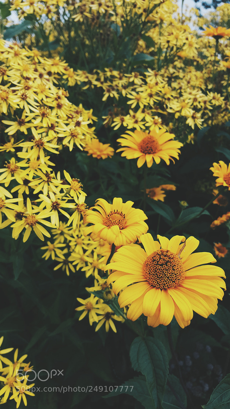 Samsung Galaxy S6 sample photo. Yellow bed photography