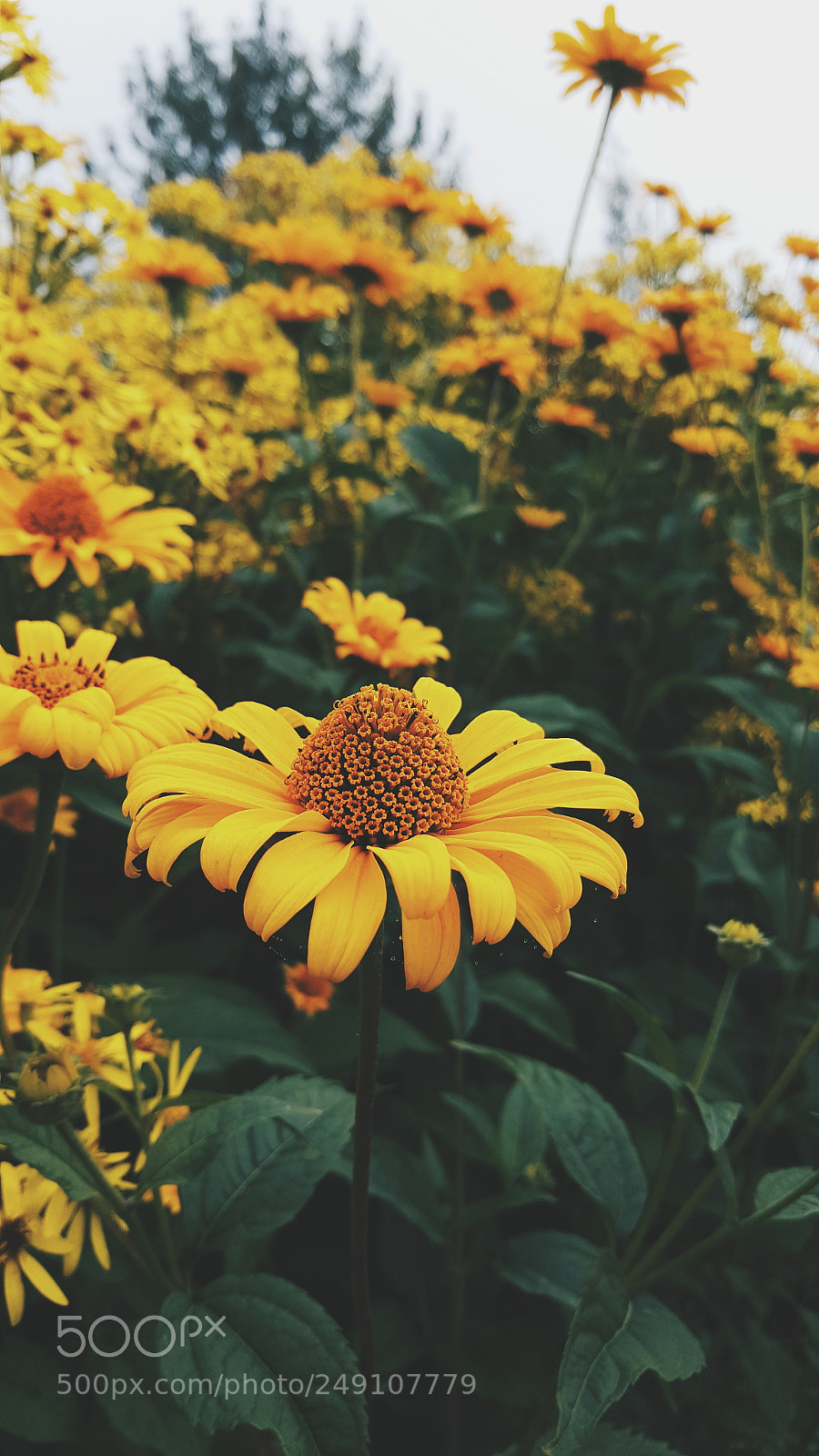 Samsung Galaxy S6 sample photo. As amarelas photography