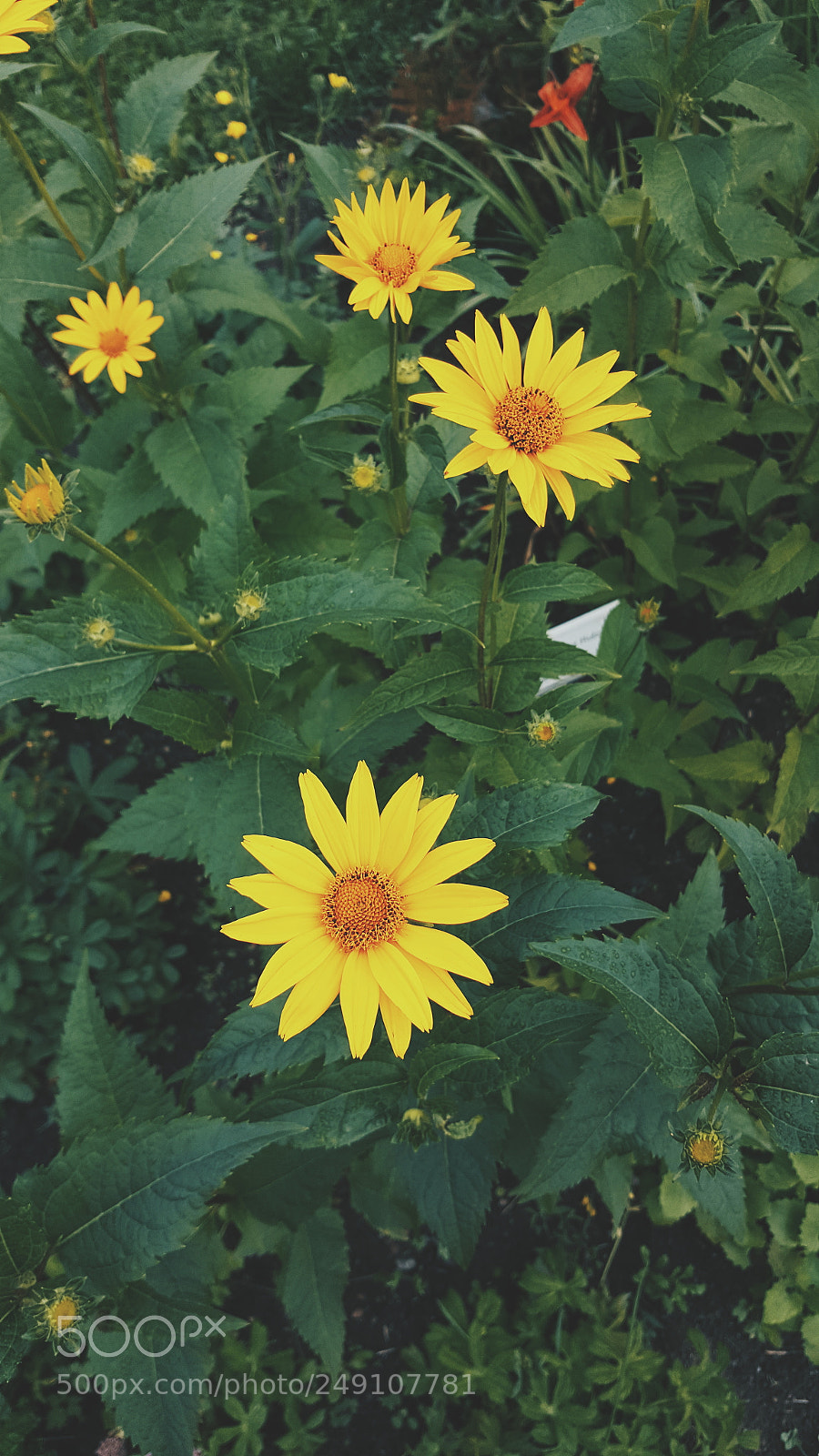 Samsung Galaxy S6 sample photo. Separating photography