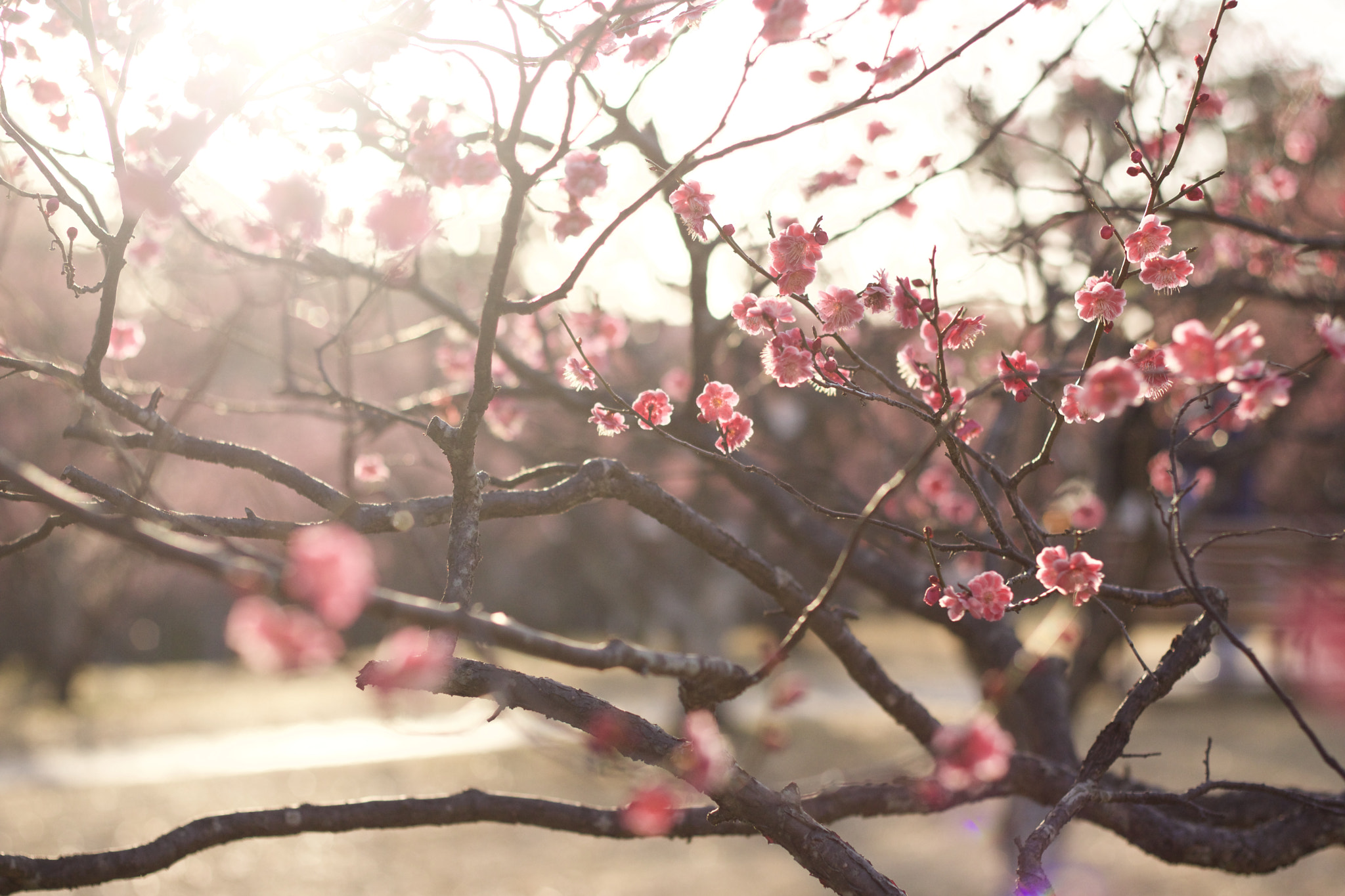 Canon EOS 760D (EOS Rebel T6s / EOS 8000D) sample photo. A sign of spring photography