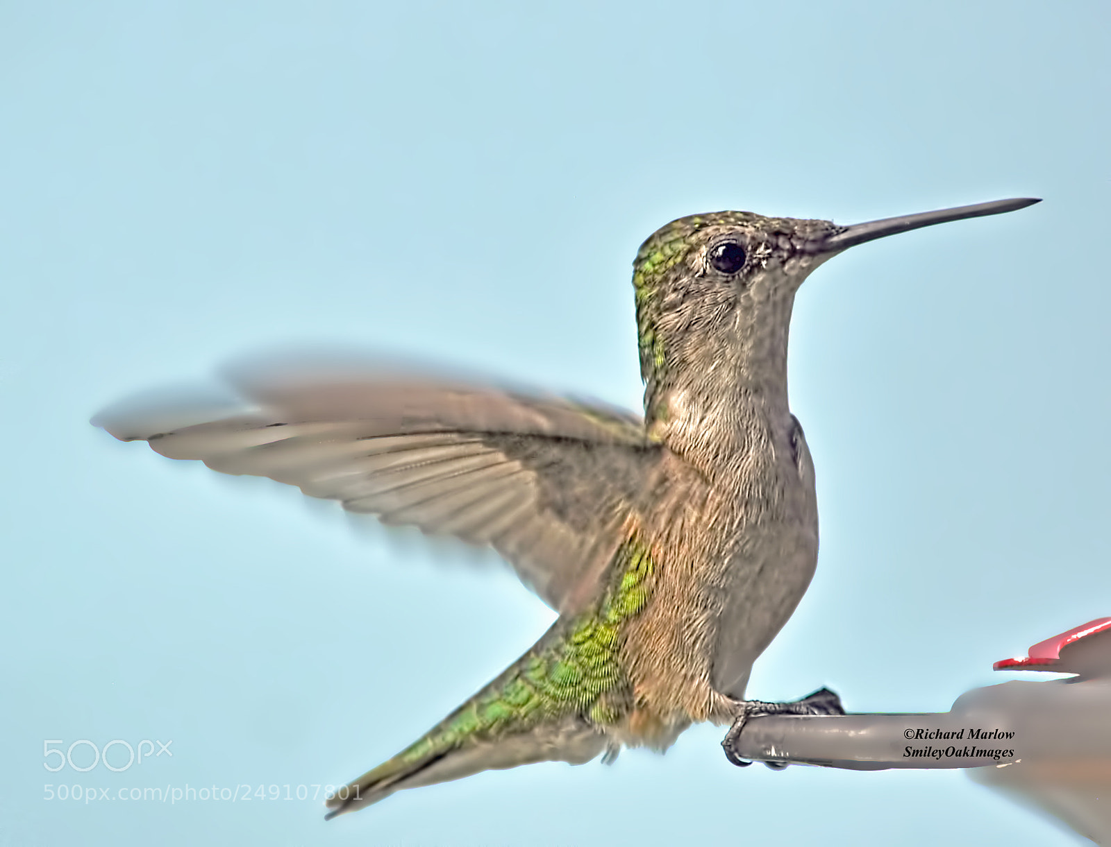 Nikon D5000 sample photo. Hummingbird photography