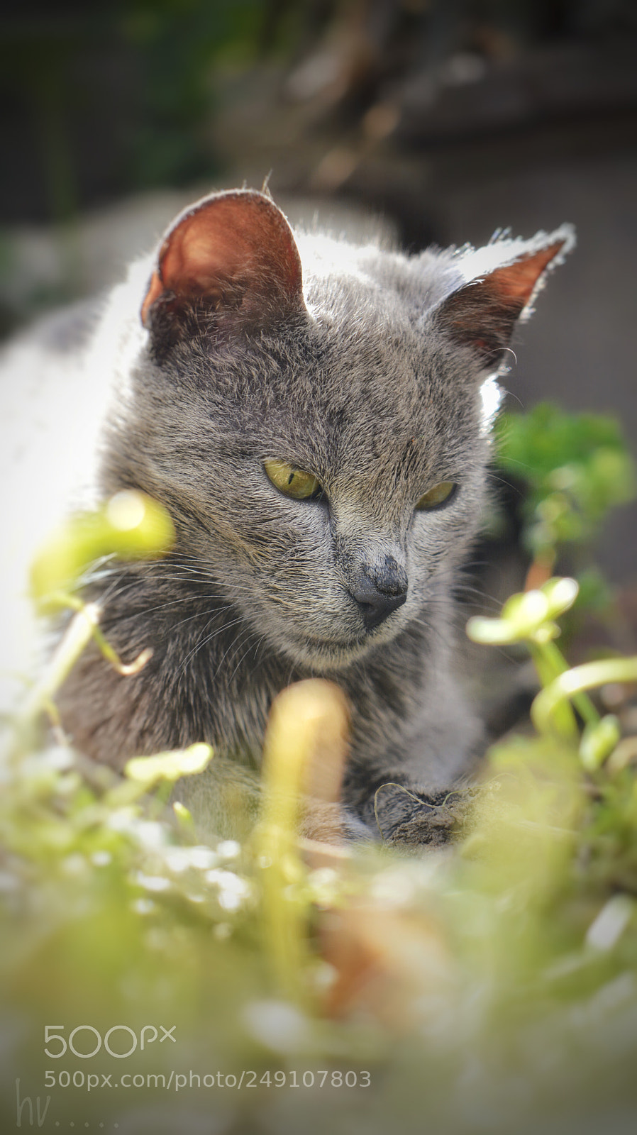 Nikon D7100 sample photo. Pensées photography