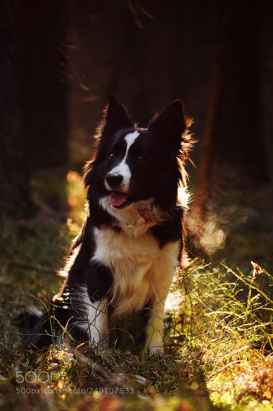 Nikon D5300 sample photo. Caught in the wood photography