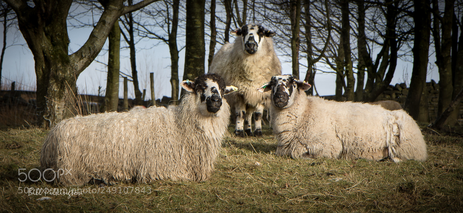 Canon EOS 750D (EOS Rebel T6i / EOS Kiss X8i) sample photo. A  trio of  sheep photography