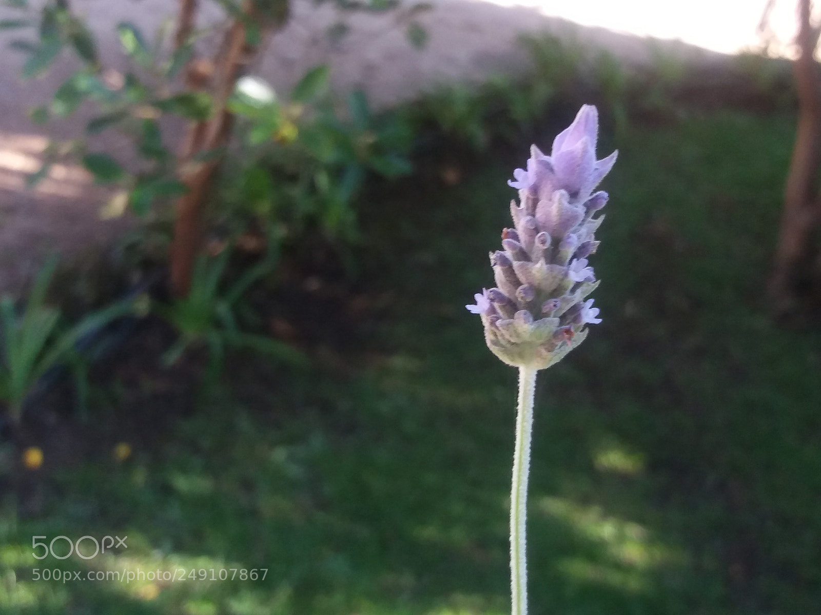 Samsung Galaxy J5(2016) sample photo. Lavender photography