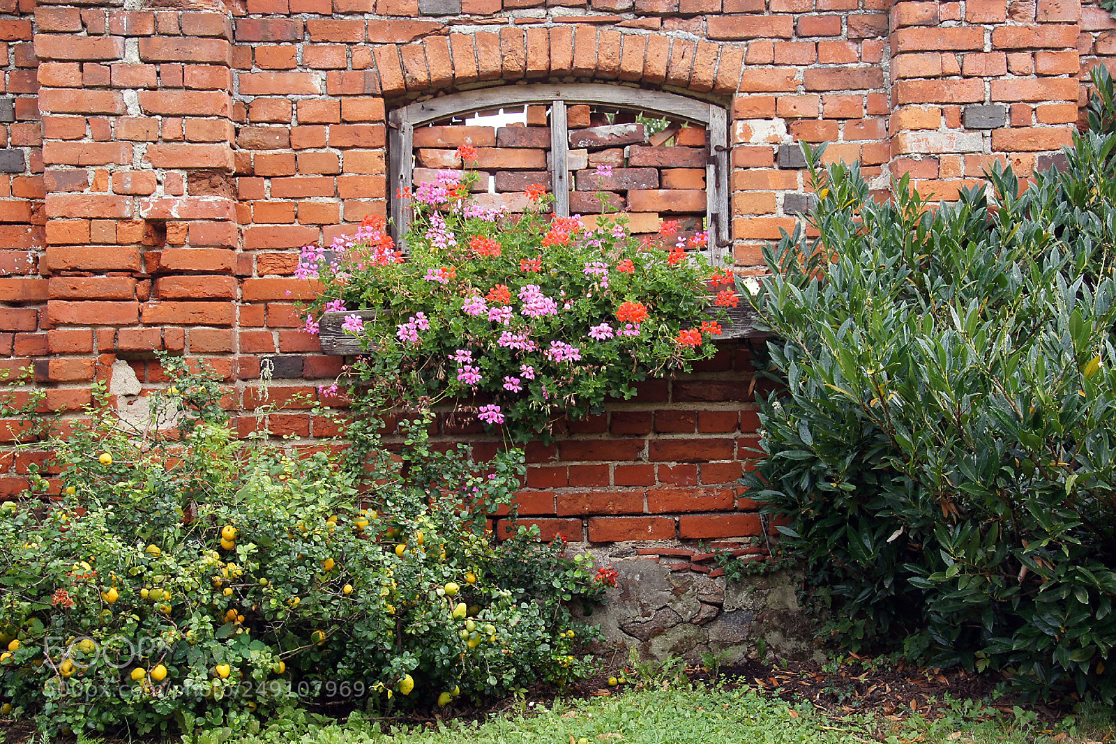 Sony Alpha DSLR-A580 sample photo. Blumenfenster photography