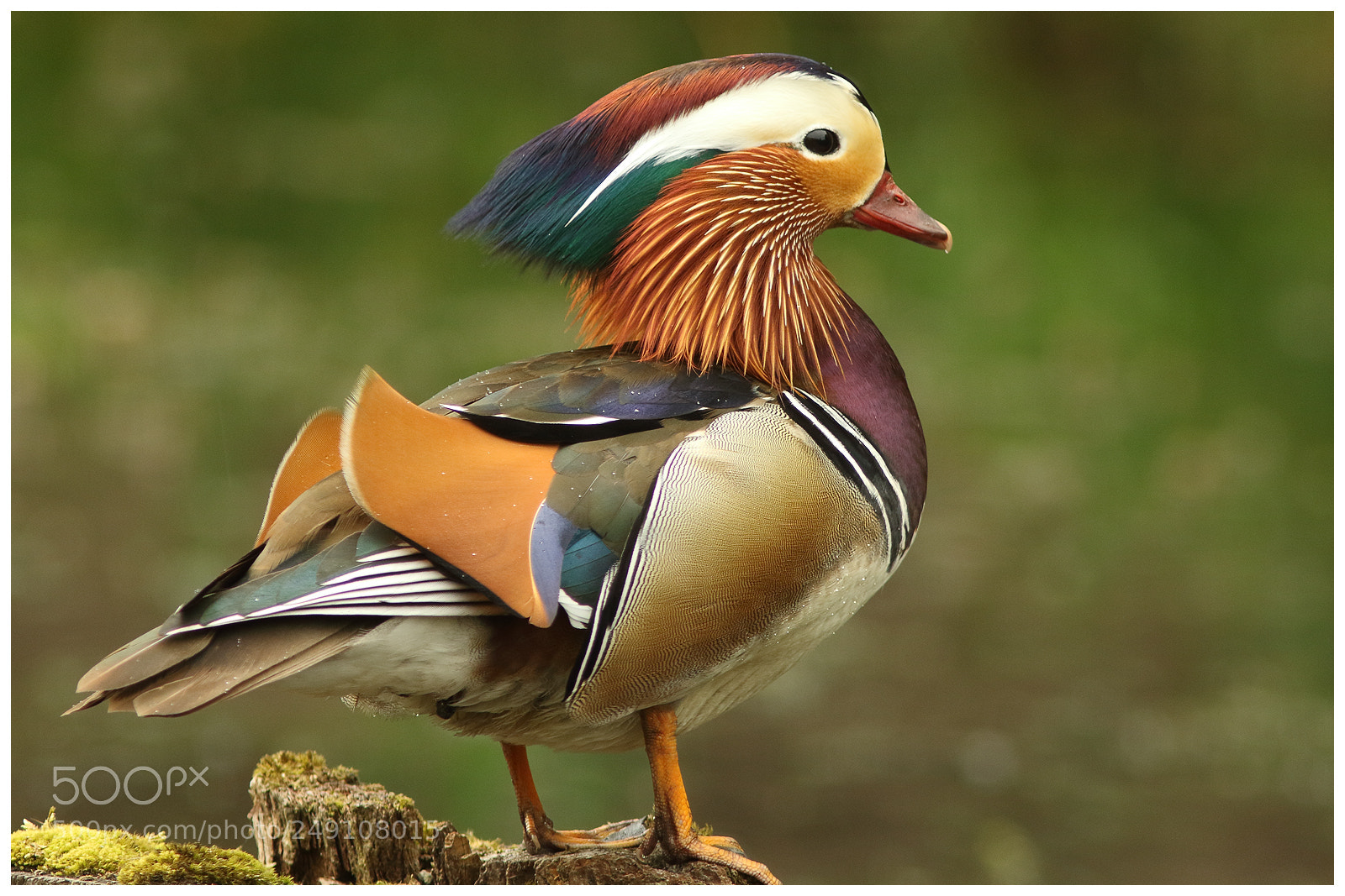 Canon EOS 7D Mark II sample photo. Mandarin duck photography