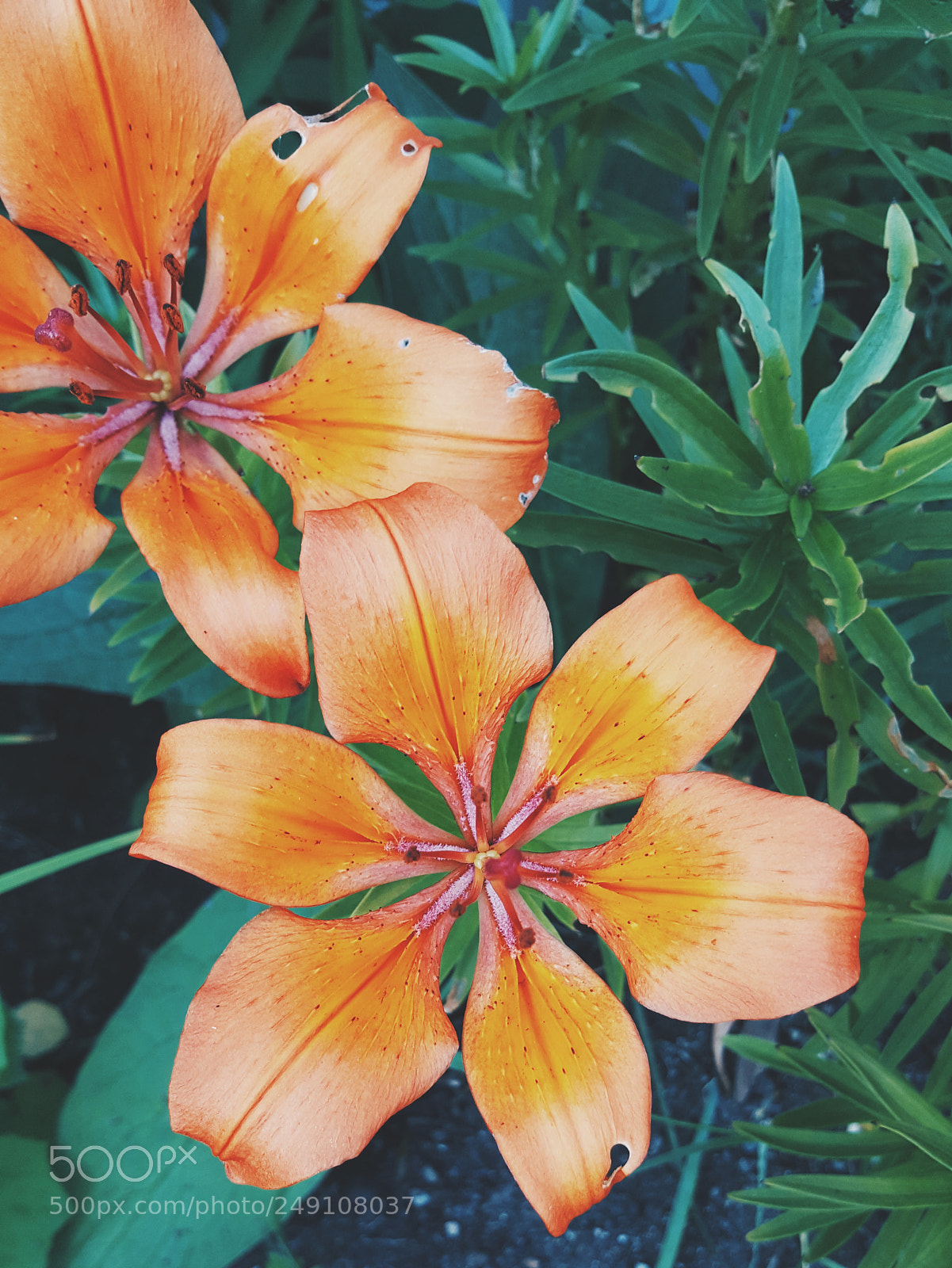 Samsung Galaxy S6 sample photo. Orangies photography