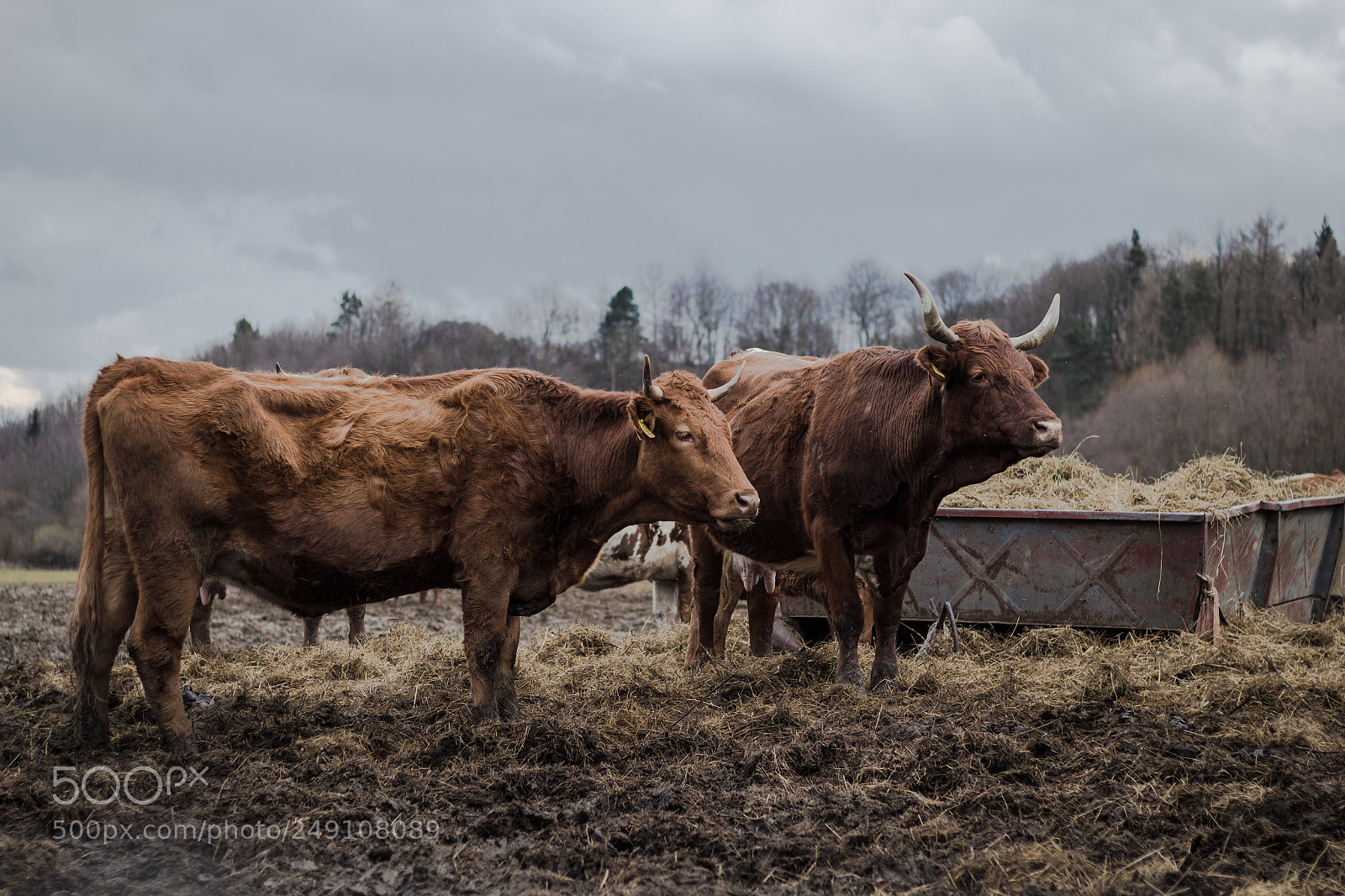 Canon EOS 600D (Rebel EOS T3i / EOS Kiss X5) sample photo. Cattle photography