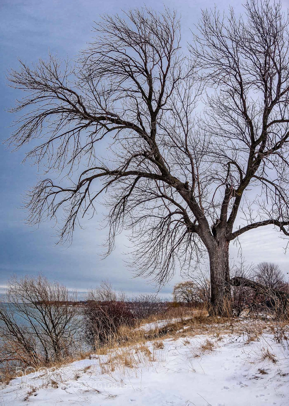 Sony a6000 sample photo. Winter tree photography