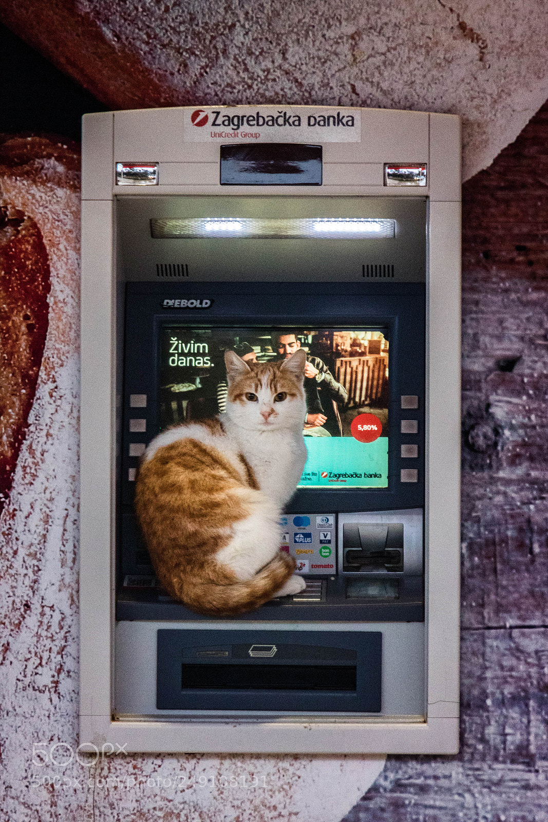 Canon EOS 760D (EOS Rebel T6s / EOS 8000D) sample photo. Atm cat photography