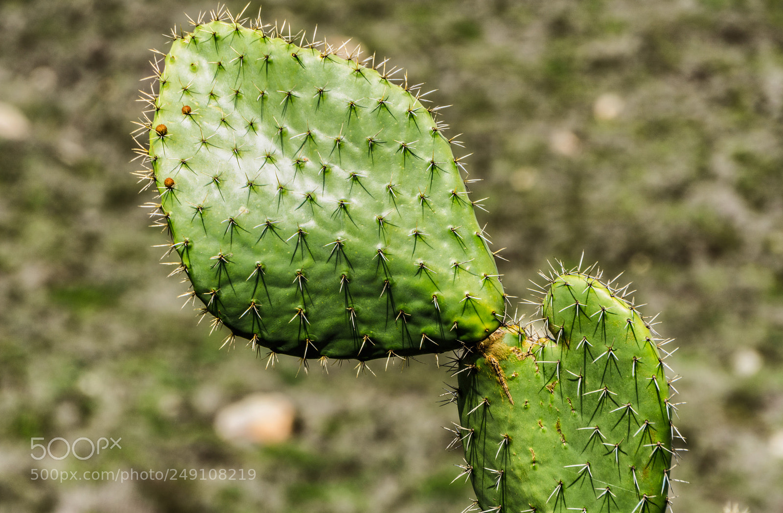 Sony a6000 sample photo. Green cactus photography
