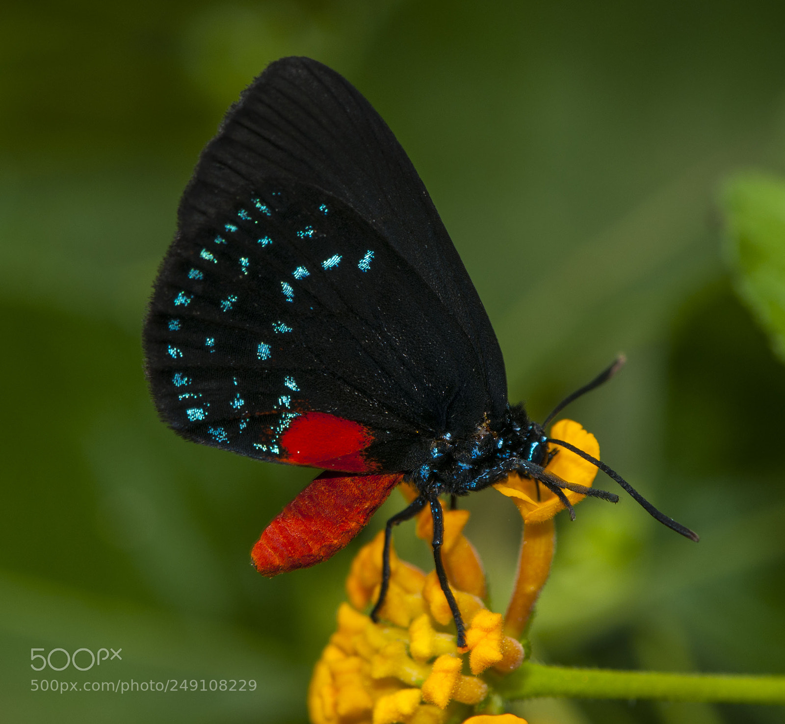 Nikon D300 sample photo. Atala photography