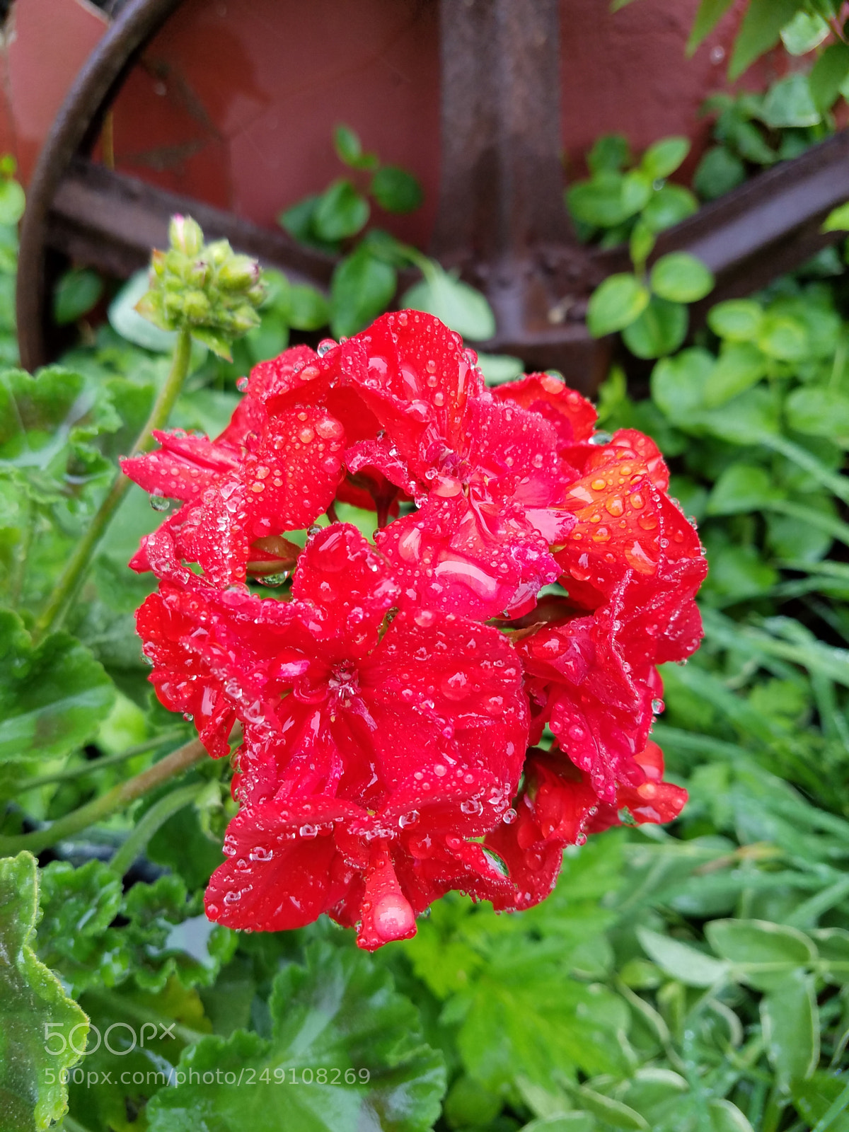 Samsung Galaxy S7 sample photo. Raindrops on red flower photography