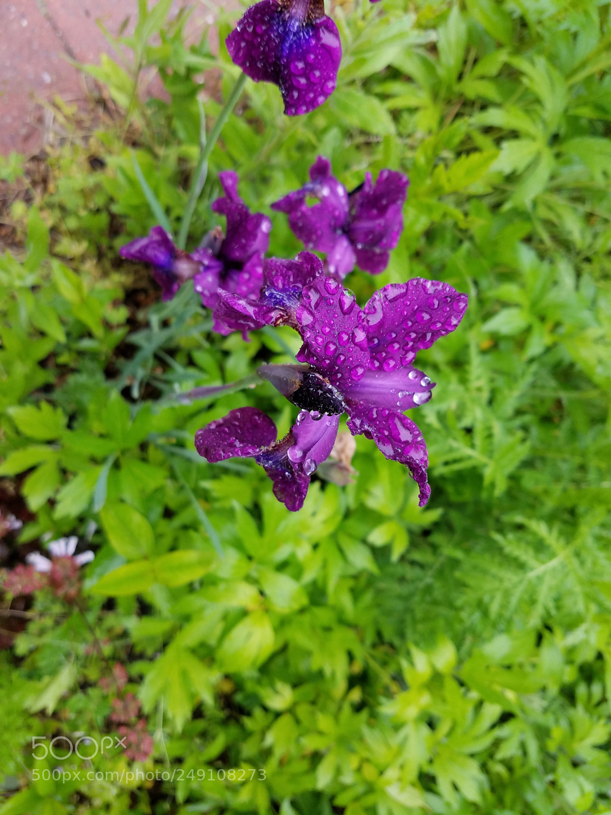 Samsung Galaxy S7 sample photo. Raindrops on purple flower photography