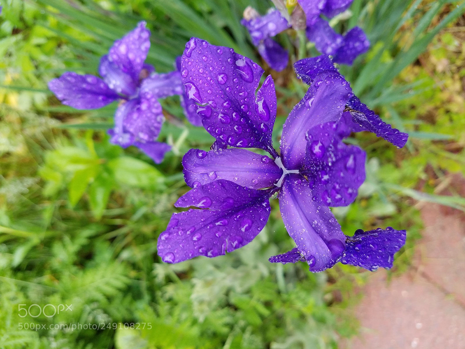 Samsung Galaxy S7 sample photo. Raindrops on a purple photography