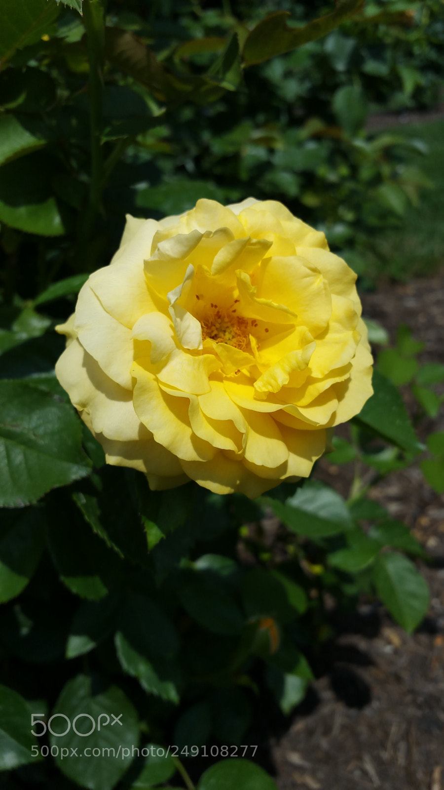 Samsung Galaxy Note4 sample photo. Yellow rose in full photography