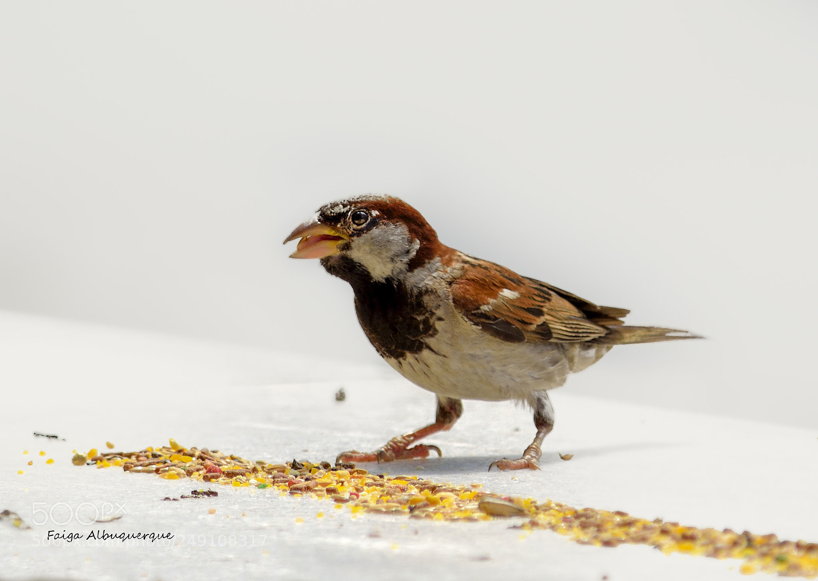 Nikon D5200 sample photo. Lunch time at home photography