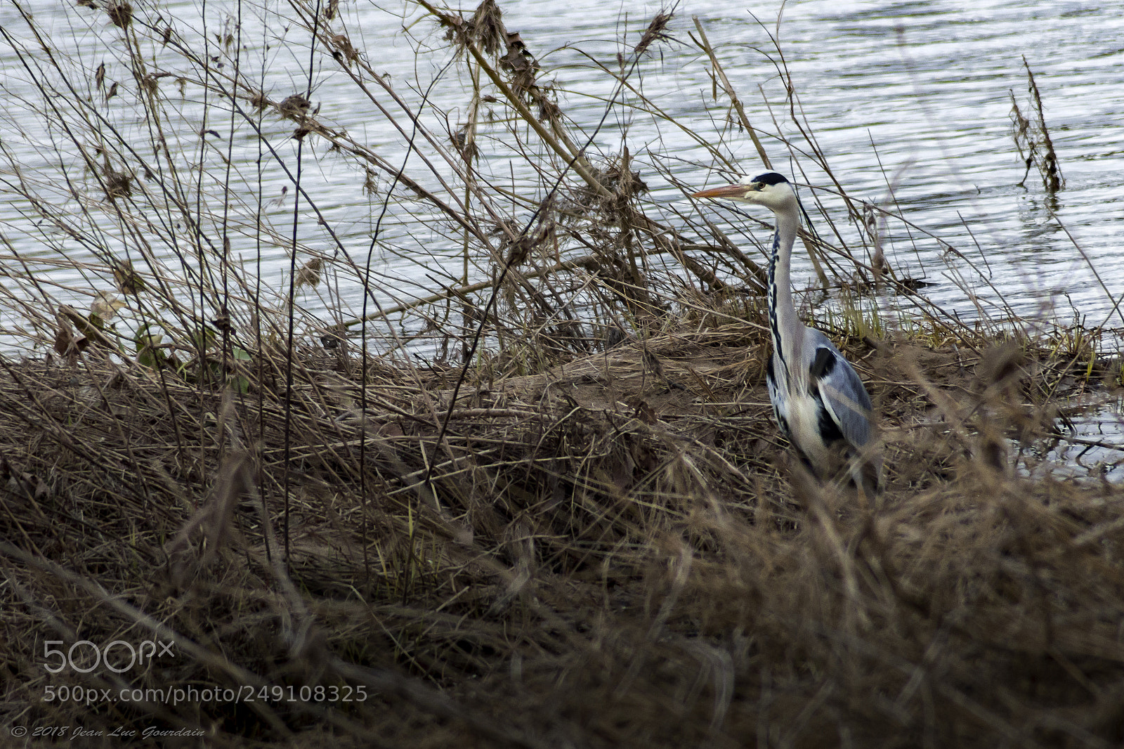 Nikon D7200 sample photo. Rencontre au bord de photography