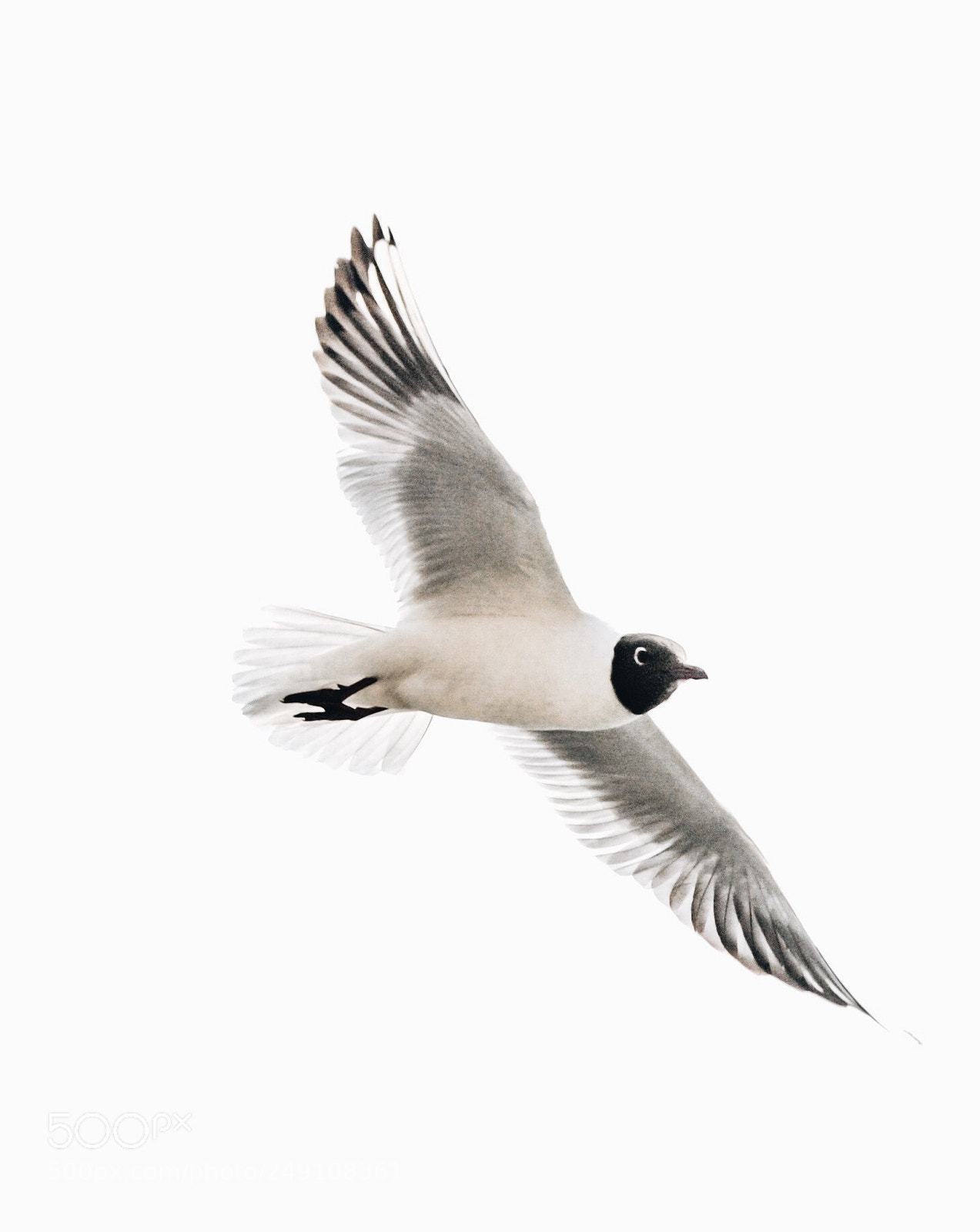 Nikon D3000 sample photo. Fly photography