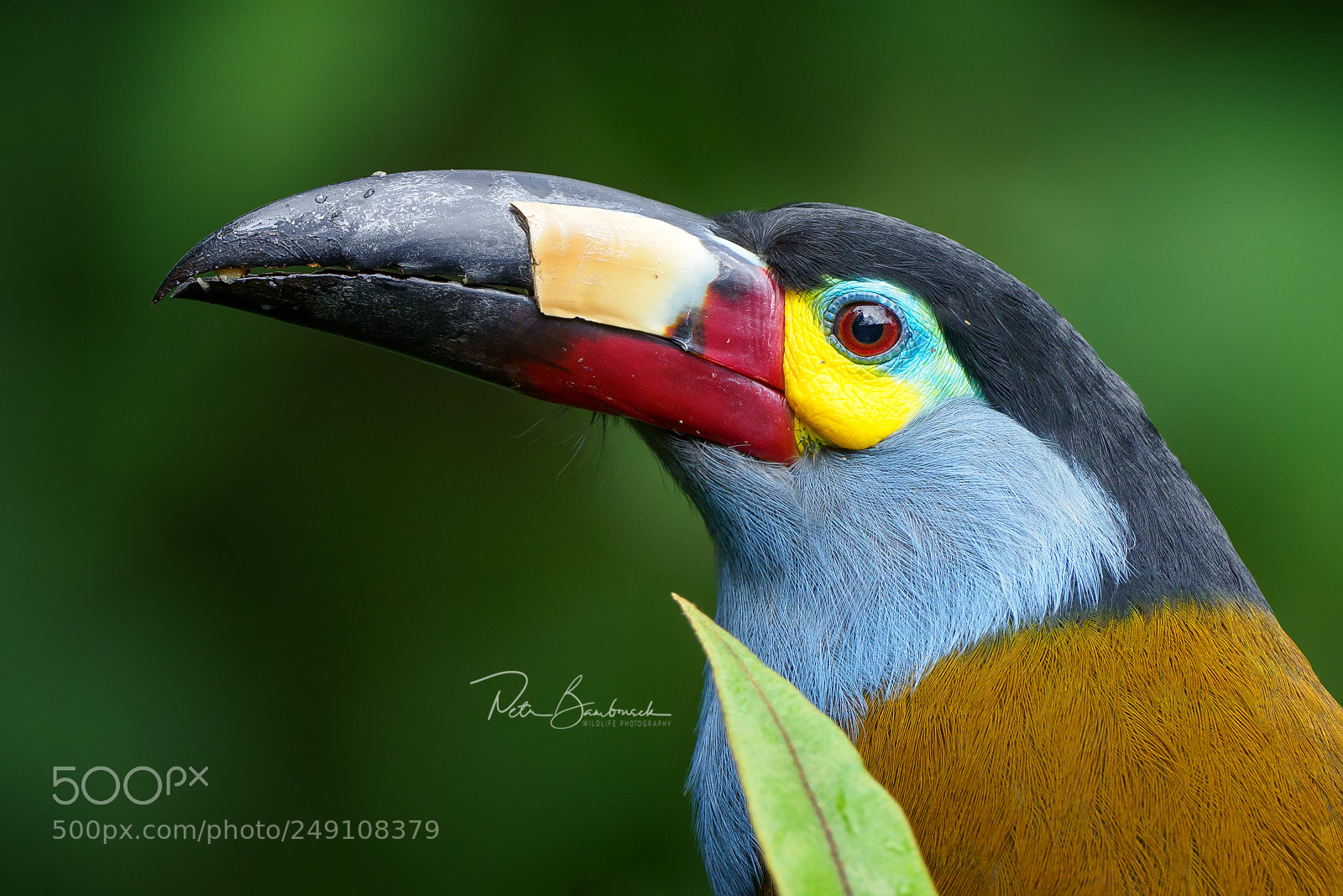 Olympus OM-D E-M1 Mark II sample photo. Plate-billed toucan | ecuador photography