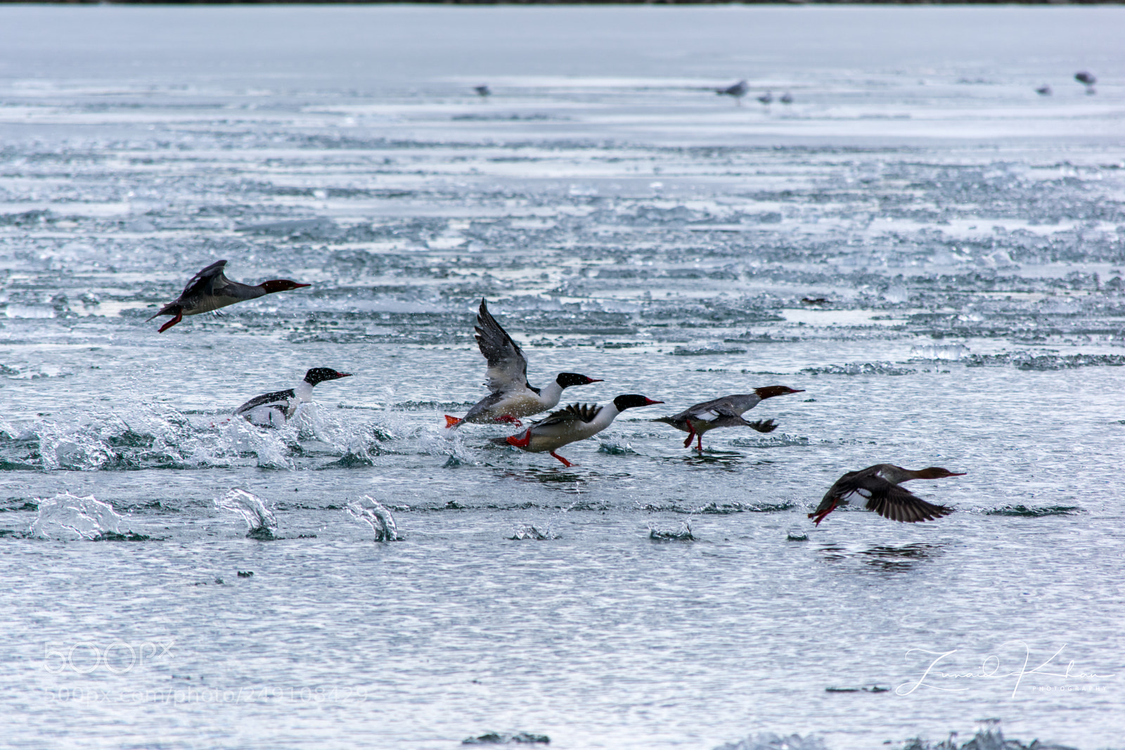 Nikon D3400 sample photo. Group take off photography