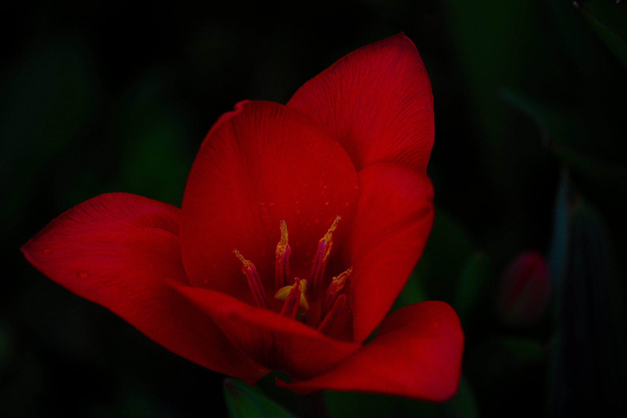 Canon EOS 7D + Canon EF-S 55-250mm F4-5.6 IS II sample photo. Tulip photography