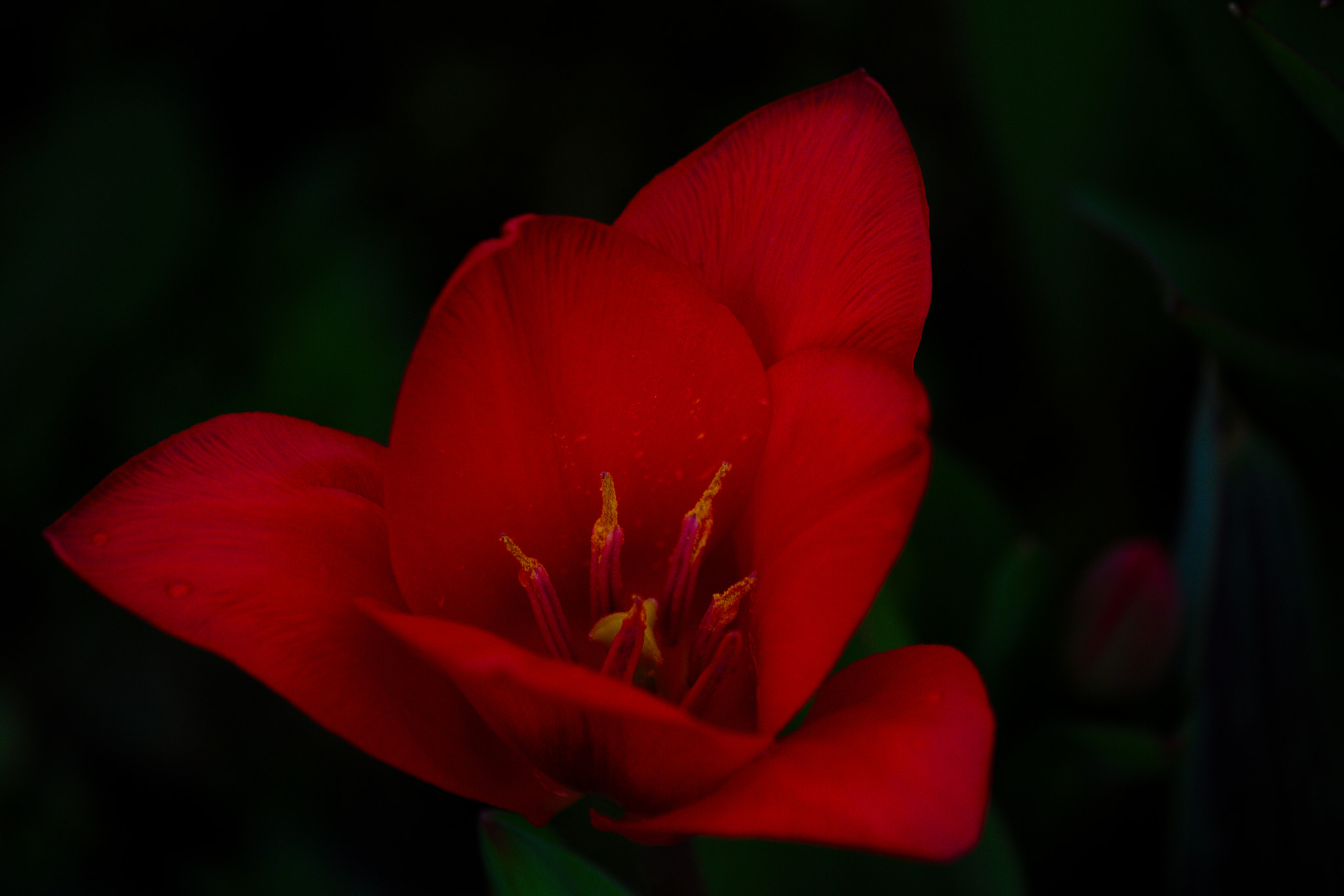 Canon EF-S 55-250mm F4-5.6 IS II sample photo. Tulip photography