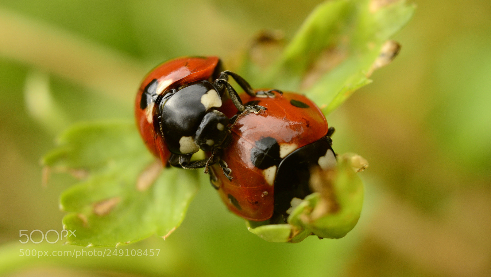 Nikon D5100 sample photo. Love photography