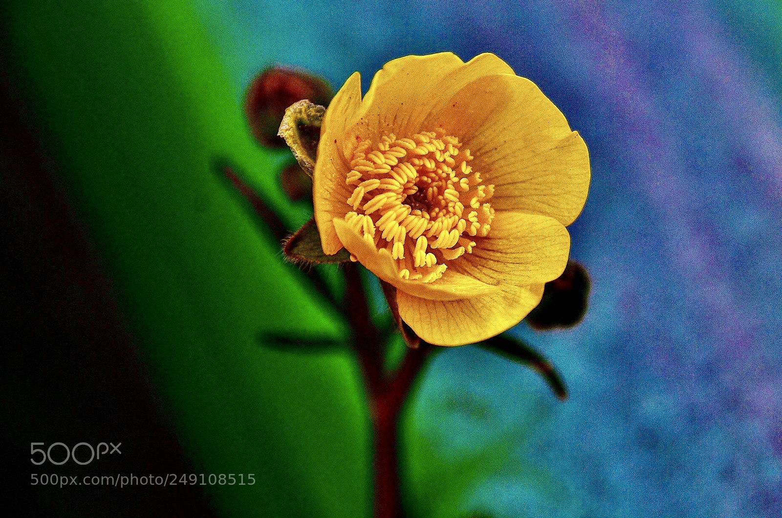 Nikon D7000 sample photo. Yellow love photography